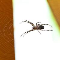 aranha na teia de aranha foto