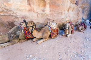 camelos beduínos em petra foto