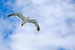 gaivota no céu da bretanha foto