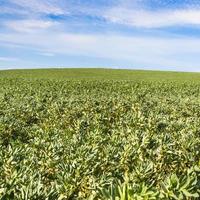 campo de feijão vicia faba na região de pas-de-calais foto