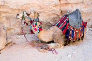 camelo beduíno em petra foto