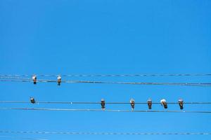 vários pombos sentam-se em fios elétricos foto