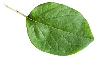 folha verde de marmeleiro isolada em branco foto