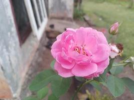 charmosas rosas cor de rosa foto