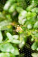 aranha na teia de aranha sobre folhas de buxus foto