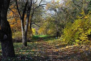 bela floresta de outono selvagem com folhagem colorida e árvores nuas, raios de sol. foto