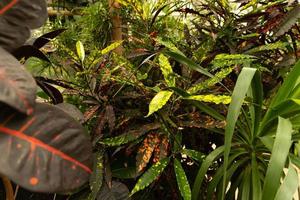 folhas verde-avermelhadas de um ficus de planta de borracha. ficus é elástico. foco seletivo. foto