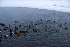 patos nadam no buraco de gelo. patos no inverno foto