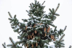 abeto azul com cones, picea pungens, galhos cobertos de neve. foto