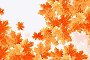 folhas de outono coloridas brilhantes. natureza foto