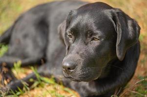 um retriever labrador preto encontra-se em um fundo natural bege em um dia ensolarado. o cachorro está descansando. foto