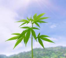 planta de cannabis com fundo de céu e montanhas foto