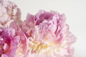 fundo de flor de peônia rosa, linda primavera. foto