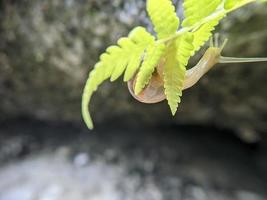 caracol de jardim ou trampsnail asiático na folha de samambaia pela manhã, close-up extremo, foco selecionado foto