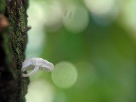 visão única de um cogumelo branco luminoso crescendo em um tronco de árvore foto