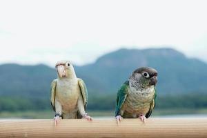 duas bochechas verdes conure casal turquesa de lado amarelo e cor de abacaxi no fundo do céu e da montanha, o pequeno papagaio do gênero pyrrhura, tem um bico afiado. foto