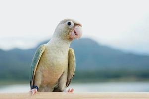 bochecha verde conure turquesa abacaxi turquesa canela e opalina mutações cor no fundo do céu e da montanha, o pequeno papagaio do gênero pyrrhura, tem um bico afiado. foto