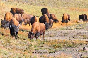 uma manada de bisões pasta na beira da estrada no parque nacional de yellowstone foto