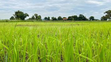 campo de arroz asiático trabalhando em campo em ayutthaya tailândia foto