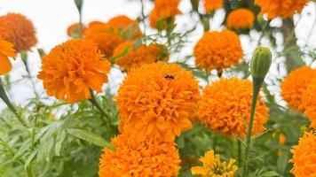 flores de calêndula e closeup de flores de calêndula laranja e folhagem natural na Tailândia foto