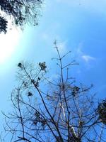 silhueta de galhos de árvores no céu azul nublado foto