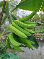 banana verde fresca, fundo verde de frutas tropicais colhidas, closeup foto