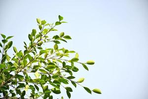 ficus benjamina ramos e folhas com fundo nublado e azul. foto