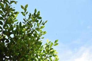 ficus benjamina ramos e folhas com fundo nublado e azul. foto