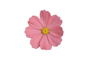 flor de cosmos rosa isolada com traçados de recorte.