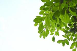 ficus benjamina ramos e folhas com fundo nublado e azul. foto