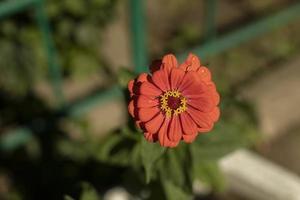 flor com pétalas de laranja. brotar no verão. inflorescência em dia ensolarado. foto