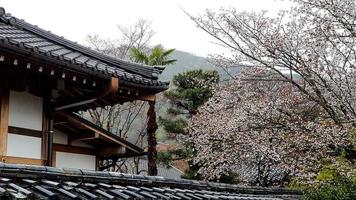 as flores de cerejeira estão florescendo em uma vila em kyoto foto