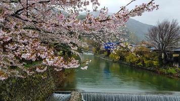 belas flores de cerejeira na orla de hozu, que fica no sopé das montanhas arashiyama. com uma pequena queda d'água. foto