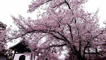 flores de cerejeira estão florescendo em uma vila em kyoto, foto