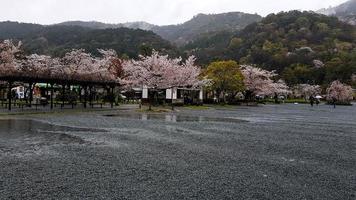 as flores de cerejeira estão florescendo em uma vila em kyoto foto