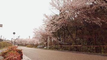 as flores de cerejeira estão florescendo em uma vila em kyoto. foto