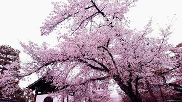 flores de cerejeira estão florescendo em uma vila em kyoto, foto