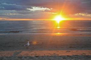 gaivota e pôr do sol na praia foto