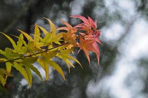 folhas de bordo vermelhas e verdes no outono foto