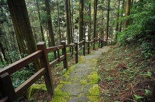 passos úmidos naturais para baixo na floresta de pinheiros foto