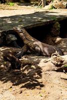 Dragão de Komodo. o maior lagarto do mundo. o dragão de komodo é um animal protegido pelo governo indonésio. foto