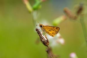 macro borboleta pequena em um galho de folha foto