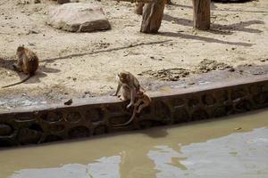 um grupo de espécies de macacos no zoológico. foto