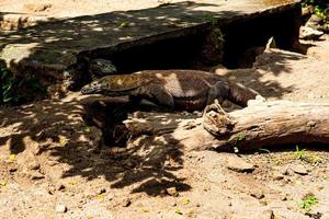 Dragão de Komodo. o maior lagarto do mundo. o dragão de komodo é um animal protegido pelo governo indonésio. foto