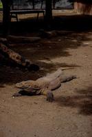 Dragão de Komodo. o maior lagarto do mundo. o dragão de komodo é um animal protegido pelo governo indonésio. foto