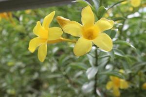 close-up da bela flor allamanda cathartica no jardim. esta flor também é chamada de flor de trombeta dourada, flor de sino amarelo ou flor de botão de ouro. geralmente usado para plantas ornamentais ao ar livre. foto