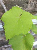a beleza das folhas de uva com gotas de água nas bordas. fundo desfocado. foto