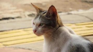 o gato chipre é uma das raças locais de gatos domésticos que se acredita ter se originado no Egito ou na Palestina foto