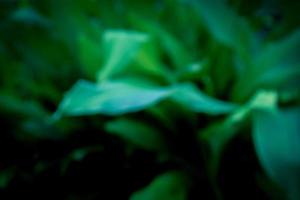 textura de fundo de natureza de folha verde foto