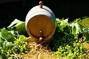 uvas para vinho passas e folhas de vinho na terra velha ao lado de hamburgo foto